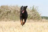 BEAUCERON 197